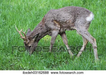 "Roe Deer (Capreolus capreolus), buck moulting from a winter to a summer coat, Lower Austria, Austria, Europe" View Large Photo Image Stock Photo - "Roe Deer (Capreolus capreolus), buck moulting from a winter to a summer coat, Lower Austria, Austria, Europe". Fotosearch