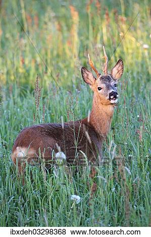 "Roe deer (Capreolus capreolus), buck with abnormal antlers, in the evening light, Allgau, Bavaria, Germany, Europe" View Large Photo Image Stock Photo - "Roe deer (Capreolus capreolus), buck with abnormal antlers, in the evening light, Allgau, Bavaria, Germany, Europe". Fotosearch