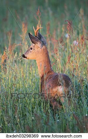 "Roe deer (Capreolus capreolus), buck with abnormal antlers, in the evening light, Allgau, Bavaria, Germany, Europe" View Large Photo Image Stock Photo - "Roe deer (Capreolus capreolus), buck with abnormal antlers, in the evening light, Allgau, Bavaria, Germany, Europe". Fotosearch