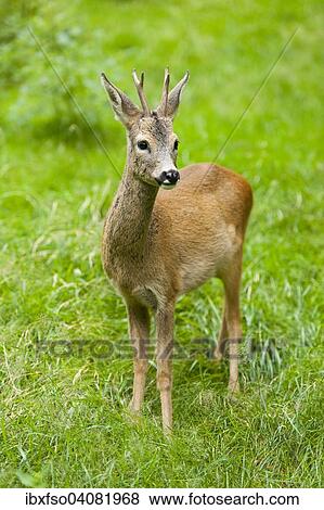"Roe deer (Capreolus capreolus), buck standing in a meadow, captive, Thuringia, Germany, Europe" View Large Photo Image Stock Photo - "Roe deer (Capreolus capreolus), buck standing in a meadow, captive, Thuringia, Germany, Europe". Fotosearch