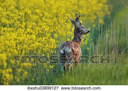 Stock Photo - "Roe Deer (Capreolus capreolus), buck standing in front of rape field, Burgenland, Austria, Europe". Fotosearch