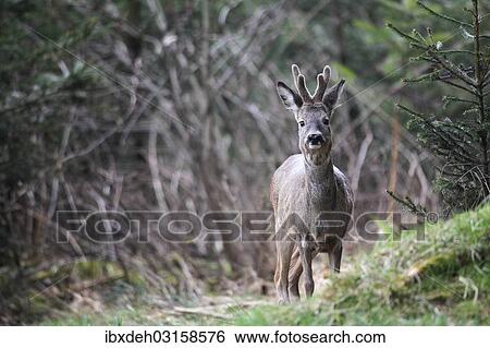 "Roe deer (Capreolus capreolus), buck in velvet, Allgau, Bavaria, Germany, Europe" View Large Photo Image Stock Photograph - "Roe deer (Capreolus capreolus), buck in velvet, Allgau, Bavaria, Germany, Europe". Fotosearch