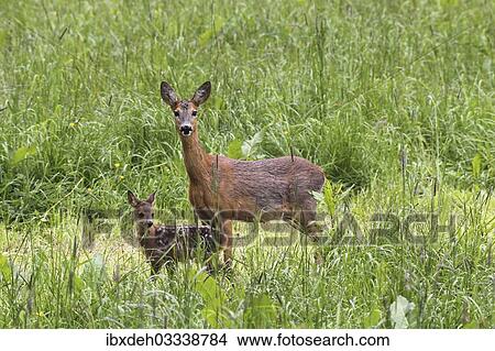 Picture - "Roe deer (Capreolus capreolus), doe with fawn, Allgau, Bavaria, Germany, Europe". Fotosearch