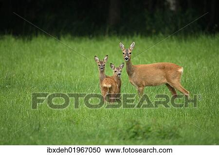 "Roe deer (Capreolus capreolus), doe with two six-week-old fawns, Allgaeu, Bavaria, Germany, Europe" View Large Photo Image Stock Image - "Roe deer (Capreolus capreolus), doe with two six-week-old fawns, Allgaeu, Bavaria, Germany, Europe". Fotosearch