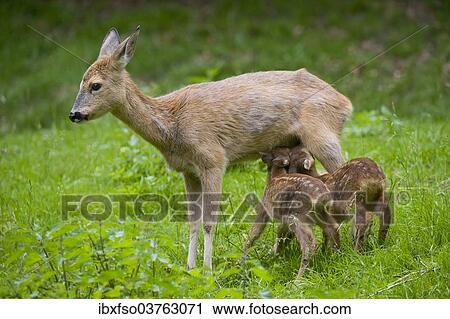 "Roe Deer (Capreolus capreolus), doe suckling two fawns, Thuringia, Germany, Europe" View Large Photo Image Stock Image - "Roe Deer (Capreolus capreolus), doe suckling two fawns, Thuringia, Germany, Europe". Fotosearch