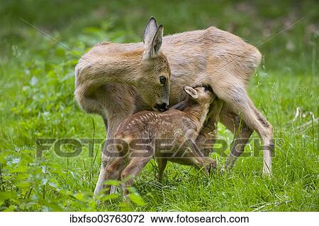 "Roe Deer (Capreolus capreolus), doe suckling two fawns, Thuringia, Germany, Europe" View Large Photo Image Stock Image - "Roe Deer (Capreolus capreolus), doe suckling two fawns, Thuringia, Germany, Europe". Fotosearch