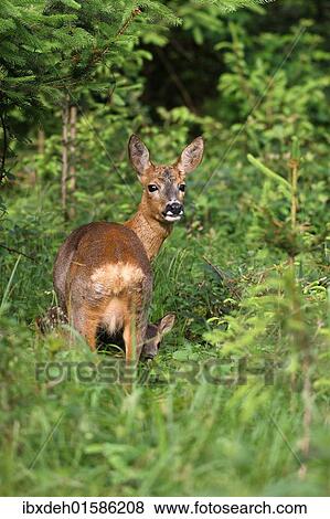 "Roe deer (Capreolus capreolus), doe with fawn, 14 days old, in the woods, Allgaeu, Bavaria, Germany, Europe" View Large Photo Image Stock Photo - "Roe deer (Capreolus capreolus), doe with fawn, 14 days old, in the woods, Allgaeu, Bavaria, Germany, Europe". Fotosearch