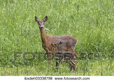 "Roe deer (Capreolus capreolus), doe with fawn, Allgau, Bavaria, Germany, Europe" View Large Photo Image Stock Photo - "Roe deer (Capreolus capreolus), doe with fawn, Allgau, Bavaria, Germany, Europe". Fotosearch