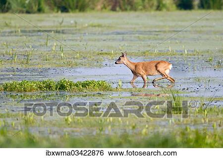 "Roe deer (Capreolus capreolus), doe, in search of food in wetlands, Lower Saxony, Germany, Europe" View Large Photo Image Stock Photograph - "Roe deer (Capreolus capreolus), doe, in search of food in wetlands, Lower Saxony, Germany, Europe". Fotosearch