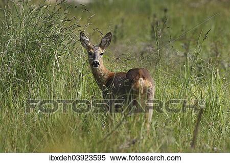 "Roe Deer (Capreolus capreolus), doe, in tall grass, Allgau, Bavaria, Germany, Europe" View Large Photo Image Stock Photography - "Roe Deer (Capreolus capreolus), doe, in tall grass, Allgau, Bavaria, Germany, Europe". Fotosearch