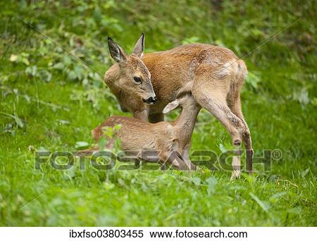 "Roe Deer (Capreolus capreolus), doe suckling a fawn, captive, Thuringia, Germany, Europe" View Large Photo Image Stock Photography - "Roe Deer (Capreolus capreolus), doe suckling a fawn, captive, Thuringia, Germany, Europe". Fotosearch