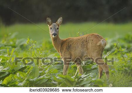 "Roe Deer (Capreolus capreolus), doe, watching for potential danger, Fehmarn, Schleswig-Holstein, Germany, Europe" View Large Photo Image Stock Photography - "Roe Deer (Capreolus capreolus), doe, watching for potential danger, Fehmarn, Schleswig-Holstein, Germany, Europe". Fotosearch