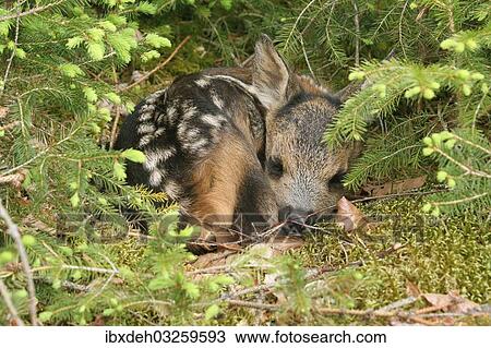 "Roe Deer (Capreolus capreolus) fawn, a few days old, Allgau, Bavaria, Germany, Europe" View Large Photo Image Stock Image - "Roe Deer (Capreolus capreolus) fawn, a few days old, Allgau, Bavaria, Germany, Europe". Fotosearch
