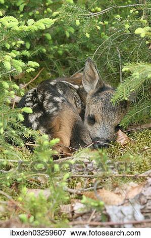 "Roe Deer (Capreolus capreolus) fawn, a few days old, lying between young spruce, Allgau, Bavaria, Germany, Europe" View Large Photo Image Stock Photo - "Roe Deer (Capreolus capreolus) fawn, a few days old, lying between young spruce, Allgau, Bavaria, Germany, Europe". Fotosearch
