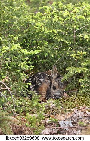 "Roe Deer (Capreolus capreolus) fawn, a few days old, lying between young spruce, Allgau, Bavaria, Germany, Europe" View Large Photo Image Stock Photo - "Roe Deer (Capreolus capreolus) fawn, a few days old, lying between young spruce, Allgau, Bavaria, Germany, Europe". Fotosearch