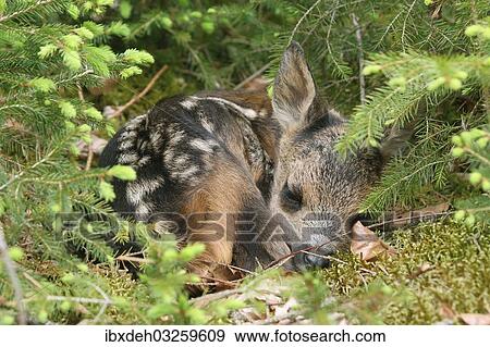 "Roe Deer (Capreolus capreolus) fawn, a few days old, Allgau, Bavaria, Germany, Europe" View Large Photo Image Stock Photo - "Roe Deer (Capreolus capreolus) fawn, a few days old, Allgau, Bavaria, Germany, Europe". Fotosearch