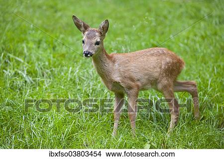 "Roe Deer (Capreolus capreolus), fawn standing on a meadow, captive, Thuringia, Germany, Europe" View Large Photo Image Picture - "Roe Deer (Capreolus capreolus), fawn standing on a meadow, captive, Thuringia, Germany, Europe". Fotosearch