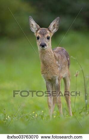 "Roe Deer (Capreolus capreolus), fawn standing on a meadow, Thuringia, Germany, Europe" View Large Photo Image Stock Image - "Roe Deer (Capreolus capreolus), fawn standing on a meadow, Thuringia, Germany, Europe". Fotosearch