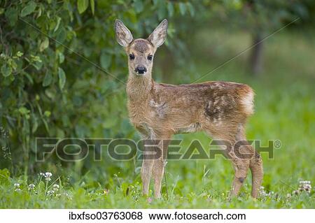 "Roe Deer (Capreolus capreolus), fawn standing on a meadow, Thuringia, Germany, Europe" View Large Photo Image Stock Photo - "Roe Deer (Capreolus capreolus), fawn standing on a meadow, Thuringia, Germany, Europe". Fotosearch