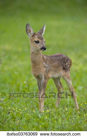 "Roe Deer (Capreolus capreolus), fawn standing on a meadow, Thuringia, Germany, Europe" View Large Photo Image Stock Photo - "Roe Deer (Capreolus capreolus), fawn standing on a meadow, Thuringia, Germany, Europe". Fotosearch