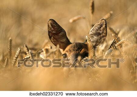 "Roe deer (Capreolus capreolus), female in a corn field, Allgaeu, Bavaria, Germany, Europe" View Large Photo Image Stock Image - "Roe deer (Capreolus capreolus), female in a corn field, Allgaeu, Bavaria, Germany, Europe". Fotosearch