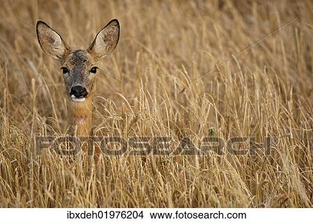 "Roe deer (Capreolus capreolus) in a barley field, Allgaeu, Bavaria, Germany, Europe" View Large Photo Image Picture - "Roe deer (Capreolus capreolus) in a barley field, Allgaeu, Bavaria, Germany, Europe". Fotosearch