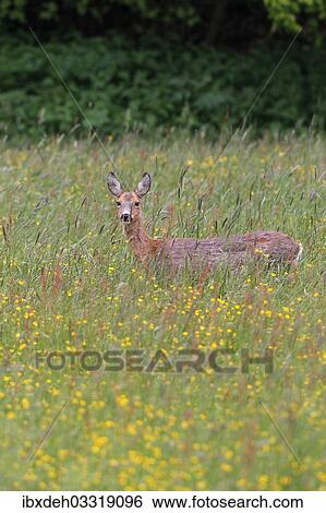 "Roe Deer (Capreolus capreolus) in a flower meadow with Meadow Buttercup (Ranunculus acris), Allgau, Bavaria, Germany, Europe" View Large Photo Image Stock Photograph - "Roe Deer (Capreolus capreolus) in a flower meadow with Meadow Buttercup (Ranunculus acris), Allgau, Bavaria, Germany, Europe". Fotosearch