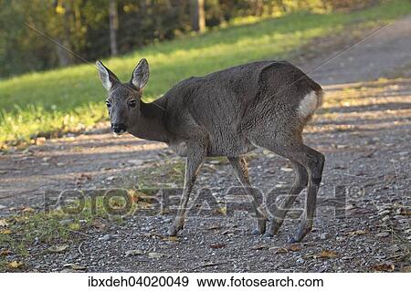 "Roe deer (Capreolus capreolus) in gray winter coat on a dirt road, Allgau, Bavaria, Germany, Europe" View Large Photo Image Stock Photo - "Roe deer (Capreolus capreolus) in gray winter coat on a dirt road, Allgau, Bavaria, Germany, Europe". Fotosearch