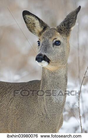 "Roe Deer (Capreolus capreolus) in winter, Saxony-Anhalt, Germany, Europe" View Large Photo Image Stock Photograph - "Roe Deer (Capreolus capreolus) in winter, Saxony-Anhalt, Germany, Europe". Fotosearch