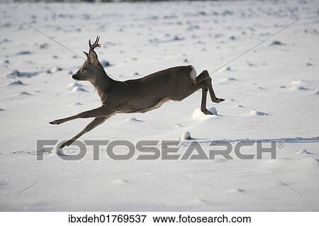 "Roe deer (Capreolus capreolus) jumping in snow, Allgaeu, Bavaria, Germany, Europe" View Large Photo Image Stock Photo - "Roe deer (Capreolus capreolus) jumping in snow, Allgaeu, Bavaria, Germany, Europe". Fotosearch
