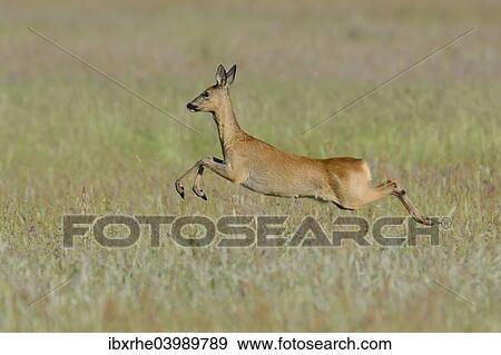 "Roe Deer (Capreolus capreolus) leaping across a meadow, North Rhine-Westphalia, Germany, Europe" View Large Photo Image Stock Photo - "Roe Deer (Capreolus capreolus) leaping across a meadow, North Rhine-Westphalia, Germany, Europe". Fotosearch