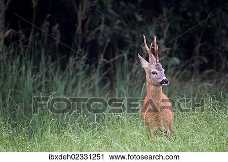 "Roe deer (Capreolus capreolus), male, standing in tall grass, Allgaeu, Bavaria, Germany, Europe" View Large Photo Image Stock Image - "Roe deer (Capreolus capreolus), male, standing in tall grass, Allgaeu, Bavaria, Germany, Europe". Fotosearch
