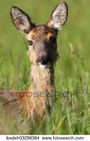 "Roe deer (Capreolus capreolus), portrait, moulting into summer coat, Allgau, Bavaria, Germany, Europe" View Large Photo Image Picture - "Roe deer (Capreolus capreolus), portrait, moulting into summer coat, Allgau, Bavaria, Germany, Europe". Fotosearch
