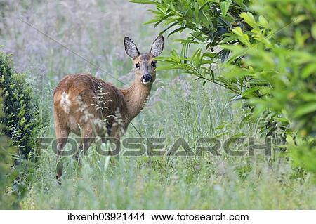 "Roe deer (Capreolus capreolus) standing between bushes, Emsland, Lower Saxony, Germany, Europe" View Large Photo Image Picture - "Roe deer (Capreolus capreolus) standing between bushes, Emsland, Lower Saxony, Germany, Europe". Fotosearch