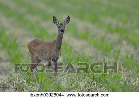 "Roe deer (Capreolus capreolus) standing on field, Emsland, Lower Saxony, Germany, Europe" View Large Photo Image Picture - "Roe deer (Capreolus capreolus) standing on field, Emsland, Lower Saxony, Germany, Europe". Fotosearch
