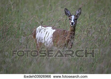 "Roe Deer (Capreolus capreolus), pied morph, in tall grass, Allgau, Bavaria, Germany, Europe" View Large Photo Image Stock Photograph - "Roe Deer (Capreolus capreolus), pied morph, in tall grass, Allgau, Bavaria, Germany, Europe". Fotosearch