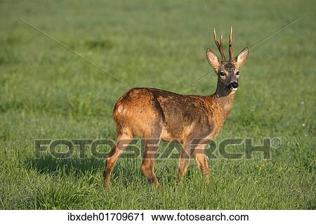 "Roe deer (Capreolus capreolus), changing from red summer coat to grey winter coat, Allgaeu, Bavaria, Germany, Europe" View Large Photo Image Stock Image - "Roe deer (Capreolus capreolus), changing from red summer coat to grey winter coat, Allgaeu, Bavaria, Germany, Europe". Fotosearch