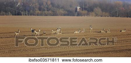 "Roe Deer (Capreolus capreolus) standing and lying in a field, Erfurt, Thuringia, Germany, Europe" View Large Photo Image Stock Image - "Roe Deer (Capreolus capreolus) standing and lying in a field, Erfurt, Thuringia, Germany, Europe". Fotosearch