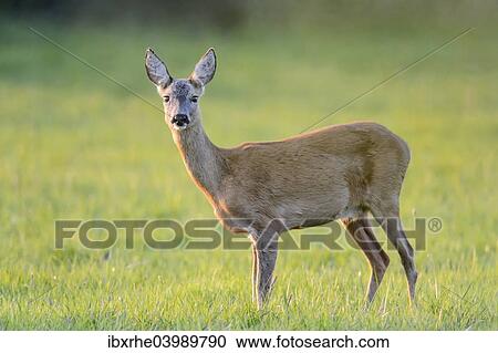 "Roe Deer (Capreolus capreolus) standing on a meadow, North Rhine-Westphalia, Germany, Europe" View Large Photo Image Stock Image - "Roe Deer (Capreolus capreolus) standing on a meadow, North Rhine-Westphalia, Germany, Europe". Fotosearch