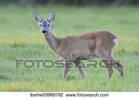 "Roe Deer (Capreolus capreolus) standing on a meadow, North Rhine-Westphalia, Germany, Europe" View Large Photo Image Stock Image - "Roe Deer (Capreolus capreolus) standing on a meadow, North Rhine-Westphalia, Germany, Europe". Fotosearch