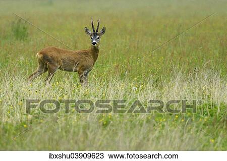 "Roe Deer (Capreolus capreolus), Biebrza National Park, Poland, Europe" View Large Photo Image Stock Image - "Roe Deer (Capreolus capreolus), Biebrza National Park, Poland, Europe". Fotosearch
