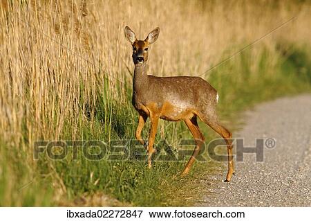 "Roe deer (Capreolus capreolus) standing on a dirt road on the edge of reeds, Lake Neusiedl, Burgenland, Austria, Europe" View Large Photo Image Stock Photo - "Roe deer (Capreolus capreolus) standing on a dirt road on the edge of reeds, Lake Neusiedl, Burgenland, Austria, Europe". Fotosearch