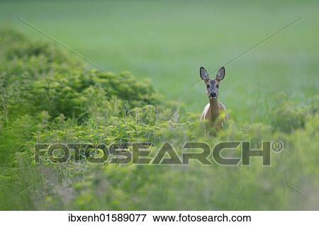 Roe deer (Capreolus capreolus) View Large Photo Image Stock Photo - Roe deer (Capreolus capreolus). Fotosearch