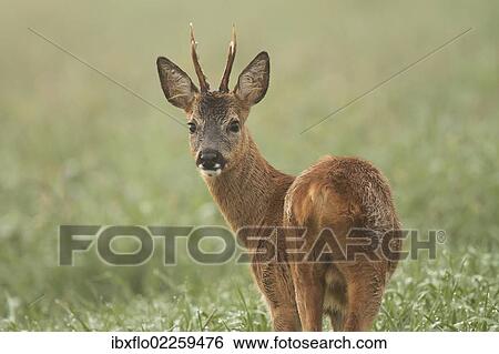 "Roe Deer (Capreolus capreolus), Roebuck, Limburg an der Lahn, Hesse, Germany, Europe" View Large Photo Image Stock Photograph - "Roe Deer (Capreolus capreolus), Roebuck, Limburg an der Lahn, Hesse, Germany, Europe". Fotosearch