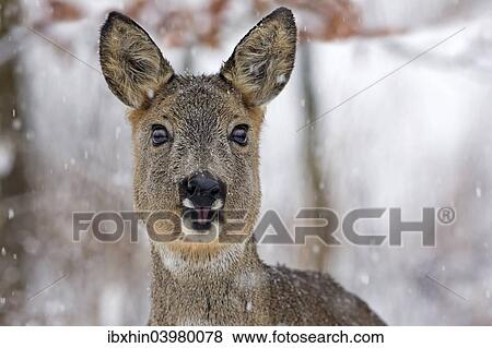 "Roe Deer (Capreolus capreolus) with snowflakes in winter, Saxony-Anhalt, Germany, Europe" View Large Photo Image Stock Photo - "Roe Deer (Capreolus capreolus) with snowflakes in winter, Saxony-Anhalt, Germany, Europe". Fotosearch