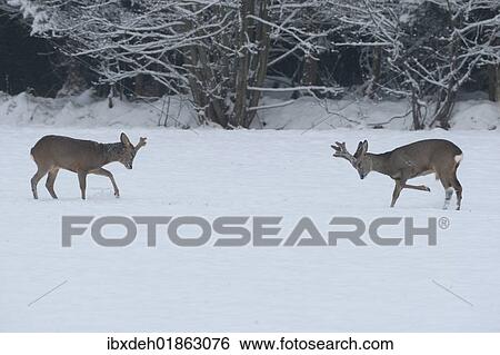 "Roe Deer (Capreolus capreolus) with velvet antlers, confronting each other to dispute territory in the snow, Allgaeu, Bavaria, Germany, Europe" View Large Photo Image Stock Photograph - "Roe Deer (Capreolus capreolus) with velvet antlers, confronting each other to dispute territory in the snow, Allgaeu, Bavaria, Germany, Europe". Fotosearch