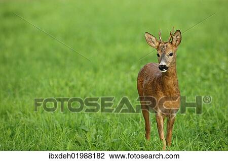 "Roe Deer (Capreolus capreolus), young buck, Allgaeu, Bavaria, Germany, Europe" View Large Photo Image Stock Image - "Roe Deer (Capreolus capreolus), young buck, Allgaeu, Bavaria, Germany, Europe". Fotosearch