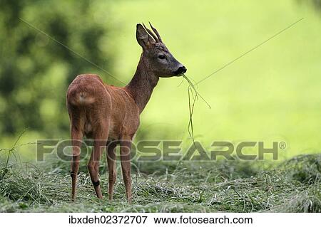 "Roe deer (Capreolus capreolus), young buck, Allgaeu, Bavaria, Germany, Europe" View Large Photo Image Stock Photo - "Roe deer (Capreolus capreolus), young buck, Allgaeu, Bavaria, Germany, Europe". Fotosearch
