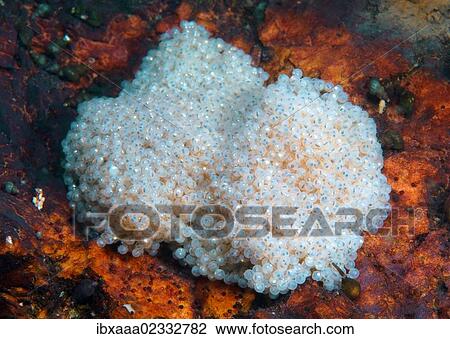 "Roe, Lake Baikal, Siberia, Russian Federation, Eurasia" View Large Photo Image Stock Image - "Roe, Lake Baikal, Siberia, Russian Federation, Eurasia". Fotosearch