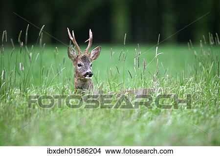 "Roebuck (Capreolus capreolus) in grey winter coat in tall grass, Allgaeu, Bavaria, Germany, Europe" View Large Photo Image Picture - "Roebuck (Capreolus capreolus) in grey winter coat in tall grass, Allgaeu, Bavaria, Germany, Europe". Fotosearch